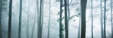 Görkemli orman parkının panoramik manzarası. Sis, yumuşak ışık. Idyllic manzara. Doğa, çevre koruma, ekoloji