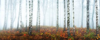 Bulutlu bir sonbahar gününde sisli huş ağacının panoramik manzarası. Ağaç gövdesi sabah sisinde. Renkli sarı, turuncu ve kırmızı yapraklar yerde. Peri manzarası. Finlandiya
