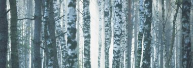 Görkemli orman parkının panoramik manzarası. Sis, yumuşak ışık. Idyllic manzara. Doğa, çevre koruma, ekoloji