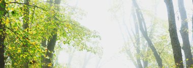 Görkemli orman parkının panoramik manzarası. Yumuşak güneş ışığı. Idyllic manzara. Doğa, çevre koruma, ekoloji