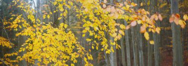 Küçük, altın bir kayın ağacı. Yakın plan. Karanlık orman. Peri sonbahar manzarası. Şortun içinden saf güneş ışığı geçiyor. Heidelberg, Almanya
