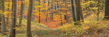 Renkli kayın ağaçları, ağaç gövdeleri, yakın plan. Idyllic sonbahar manzarası. Yeşil, kırmızı, turuncu ve sarı yapraklar. Doğal desen. Çevre koruma teması. Heidelberg, Almanya
