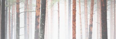 Çam ağacı ormanı. Ağaçlar yakın plan. Sis. Atmosferik manzara. Kış Harikalar Diyarı. Doğa, iklim, mevsimler, Noel tatilleri, eko-turizm