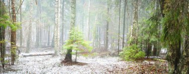 Genç yeşil köknar, her zaman yeşil çam ve yosunlu huş ağaçları beyaz bir siste. Finlandiya 'daki ilk kar ormanı. Ağaç kütükleri yakın plan. Atmosferik manzara. Mevsimler, iklim değişikliği, çevre koruma