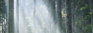 Görkemli orman parkının panoramik manzarası. Sis, yumuşak ışık. Idyllic manzara. Doğa, çevre koruma, ekoloji