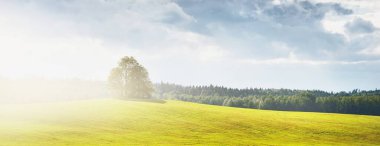 Yalnız ağaçlar ve dramatik fırtınalı gökyüzünün altındaki yeşil kırsal tepe. Güneş bulutların arasından ışıldıyor. Idyllic kırsal kesim. Karanlık ağaç siluetleri. Konseptler, sanat, sakinlik, çevresel koruma