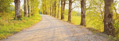 Renkli yaprakların arasından yeşil, altın, turuncu, kırmızı ve sarı yapraklı boş bir kırsal yol (alley). Arabadan bir manzara. Çevre turizmi, bisiklet, tatil, dinlenme, yürüyüş