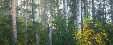 Görkemli orman parkının panoramik manzarası. Yumuşak güneş ışığı. Idyllic manzara. Doğa, çevre koruma, ekoloji