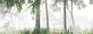 Gün doğumunda karışık kozalaklı ormanın resimli manzarası. Sis, sis, güneş ışınları. Çam, köknar, meşe ve huş ağaçlarını yakından çek. Gizemli sonbahar manzarası. Sonbahar mevsimi, saf doğa, ekoloji, eko turizm