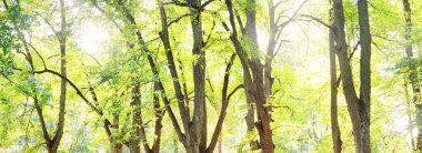 Görkemli orman parkının panoramik manzarası. Yumuşak güneş ışığı. Idyllic manzara. Doğa, çevre koruma, ekoloji