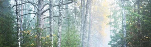 Panoramiczny Widok Majestatyczny Park Leśny Mgła Delikatne Światło Idylliczny Krajobraz — Zdjęcie stockowe