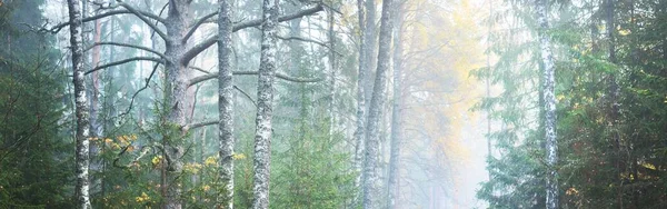 Vue Panoramique Sur Majestueux Parc Forestier Brouillard Lumière Douce Paysage — Photo