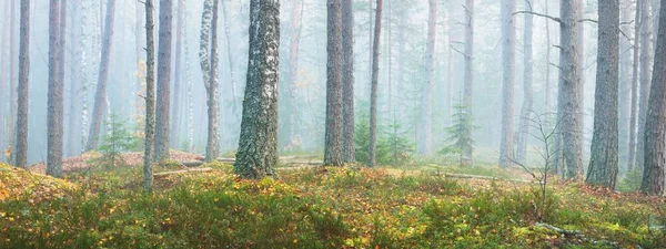 混合針葉樹林の朝の霧 苔むした丘の上の松やモミの木のクローズアップ 神秘的な秋の風景 日光の木の幹を流れる ラトビアのケメリ国立公園 — ストック写真