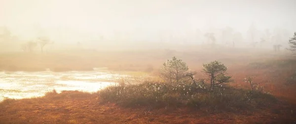 Bog Morning Mist Sunrise Young Pine Trees Forest Floor Blooming — Stock Photo, Image