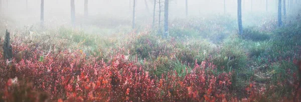 Pavimento Foresta Foglie Autunno Rosse Una Nebbia Del Mattino Pini — Foto Stock