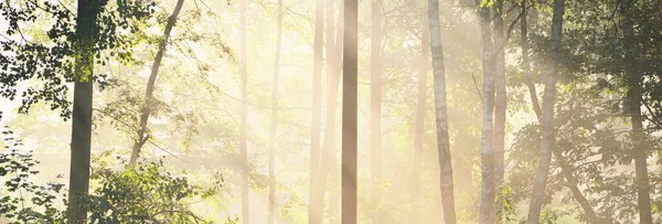 Vista Panorámica Del Majestuoso Parque Forestal Niebla Luz Suave Paisaje —  Fotos de Stock