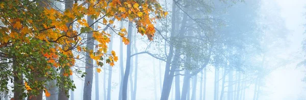 Cenário Pitoresco Floresta Majestosa Uma Névoa Árvores Fortes Paisagem Outono — Fotografia de Stock