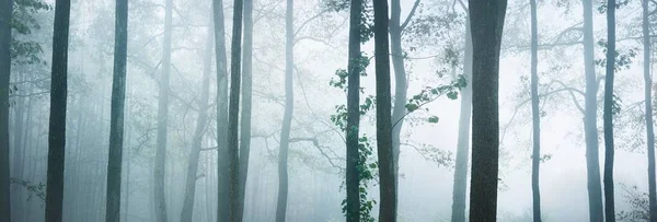 Vista Panorâmica Majestoso Parque Florestal Névoa Luz Suave Paisagem Idílica — Fotografia de Stock