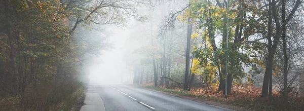 Uma Estrada Asfalto Vazia Através Das Árvores Caducas Com Folhas — Fotografia de Stock