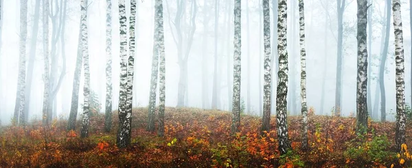 在多云的秋日 鸟瞰着雾蒙蒙的白桦林 晨雾中的树干 地上有五彩斑斓的黄色 橙色和红色的叶子 — 图库照片