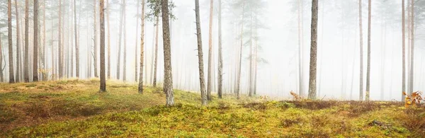 Vue Panoramique Sur Forêt Brumeuse Automne Herbe Verte Feuilles Rouges — Photo