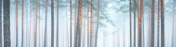 Vue Panoramique Sur Majestueux Parc Forestier Brouillard Lumière Douce Paysage — Photo