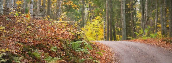 Ścieżka Przez Złote Meczetowe Buki Leśna Podłoga Czerwonych Pomarańczowych Liści — Zdjęcie stockowe