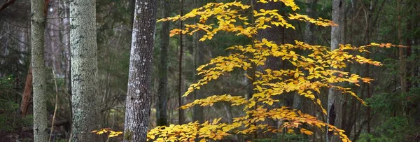 小さな若い黄金のブナの木のクローズアップ 暗い森だ 妖精の秋の風景 幹を通して純粋な朝の日差し ドイツのハイデルベルク — ストック写真