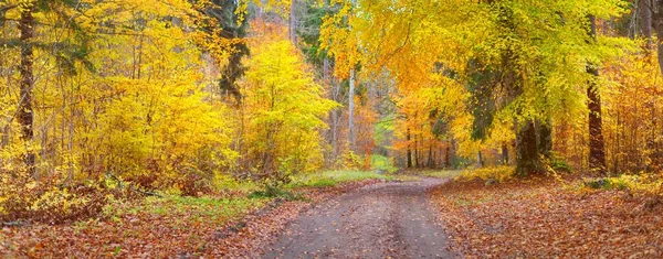 Sentiero Tra Faggi Muschiati Dorati Pavimento Forestale Foglie Rosse Arancioni — Foto Stock
