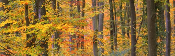 Стена Разноцветных Буковых Деревьев Стволы Деревьев Крупным Планом Идиллический Сказочный — стоковое фото