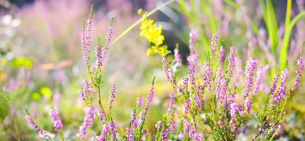 Waldboden Mit Blühenden Rosa Heidekrautblüten Immergrünen Wald Bei Sonnenaufgang Nahaufnahme — Stockfoto