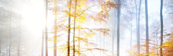 カラフルな強大なブナの木 赤とオレンジの葉 妖精の秋の風景 幹には太陽の光が流れている 環境保全 — ストック写真