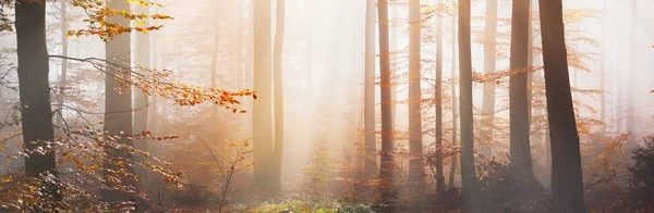 Egy Ösvény Mohás Erdődombon Színes Bükkfák Piros Narancssárga Levelek Erdei — Stock Fotó