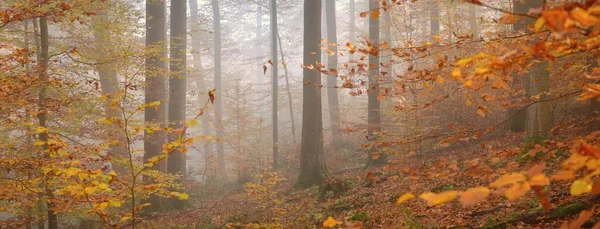 Renkli Uzun Kayın Ağaçları Kırmızı Turuncu Yapraklardan Oluşan Orman Tabanı — Stok fotoğraf