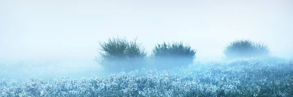 Young Green Trees Thick White Fog Sunrise Close Cloudy Blue — Stock Photo, Image