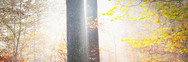 巨大的金色山毛榉树 阳光照射在树干上 橙色和黄色的叶子 全景图像 — 图库照片