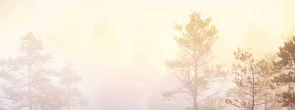 Pantano Una Niebla Matutina Amanecer Pinos Jóvenes Cielo Despejado Paisaje — Foto de Stock