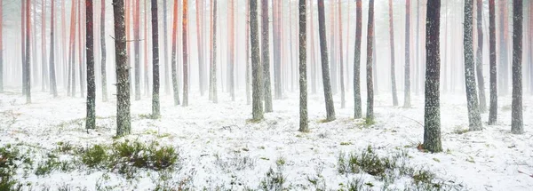 Первый Снег Туманном Осеннем Лесу Зеленая Трава Красные Оранжевые Листья — стоковое фото