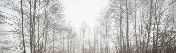 Kilátás Nyílik Fenséges Erdei Parkra Köd Lágy Fény Idilli Táj — Stock Fotó