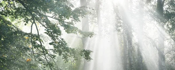 Raios Sol Fluindo Através Das Altas Árvores Tília Verde Beco — Fotografia de Stock