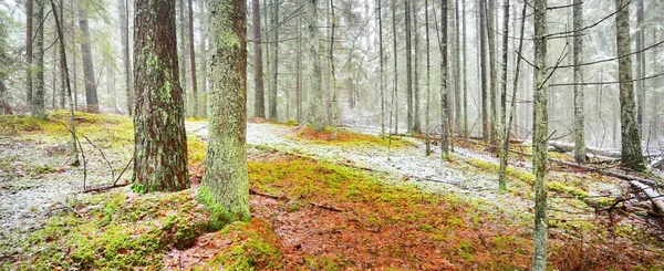 Evergreen Sosny Mchy Brzozy Białej Mgle Pierwszy Śnieg Lesie Złote — Zdjęcie stockowe