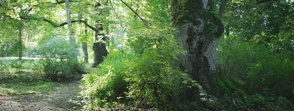 Camino Través Del Verde Bosque Caducifolio Túnel Natural Árboles Musgosos —  Fotos de Stock