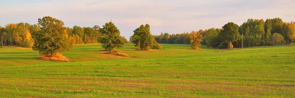 Groen Landbouwveld Bos Bij Zonsondergang Tractorsporen Van Dichtbij Idyllische Landelijke — Stockfoto