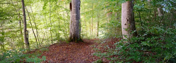 Dark Green Beech Trees Sunset Ancient Tree Trunks Close Forest — Stock Photo, Image