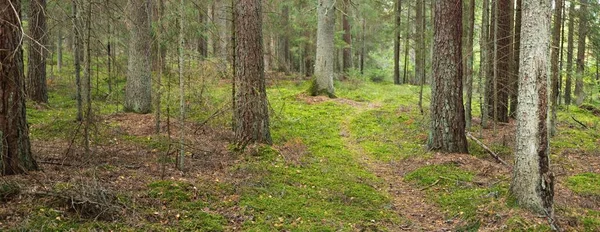 Ścieżka Przez Wiecznie Zielony Las Starożytna Sosna Drzewa Liściaste Mech — Zdjęcie stockowe