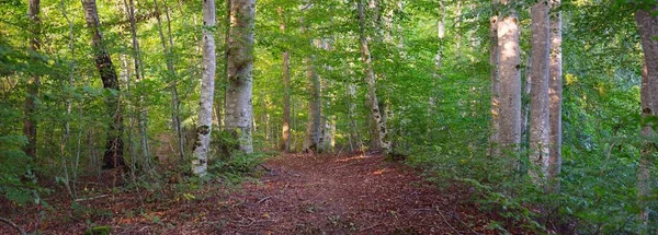 Árboles Haya Verde Oscuro Troncos Árboles Antiguos Cerca Suelo Bosque — Foto de Stock