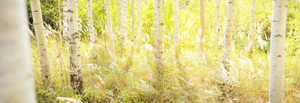 Picturesque Scenery Golden Birch Forest Clear Sunny Day Early Autumn — Stock Photo, Image