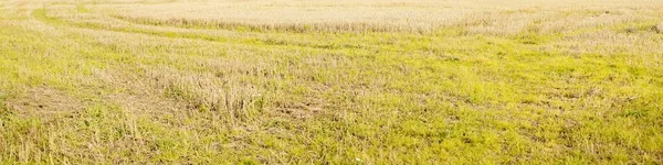 緑の耕作地のテクスチャ 農場や食品産業 生態系 環境被害と保全 パノラマ画像 グラフィックリソース — ストック写真