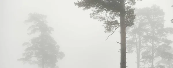 Vista Panorâmica Majestoso Parque Florestal Névoa Luz Suave Paisagem Idílica — Fotografia de Stock