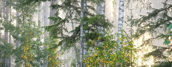 Panoramisch Uitzicht Het Majestueuze Bospark Zacht Zonlicht Idyllisch Landschap Natuur — Stockfoto